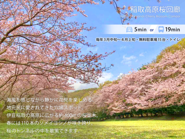 伊豆稲取テラス 観光_桜回廊 稲取高原 桜回廊（車で5分）