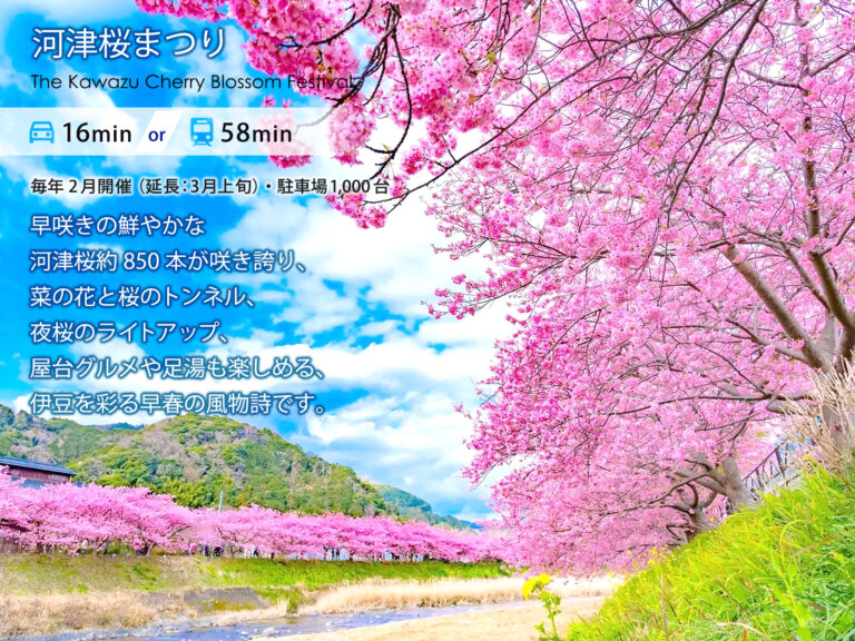 伊豆稲取テラス 観光_河津桜まつり 河津桜まつり（車で16分 または 電車で58分）