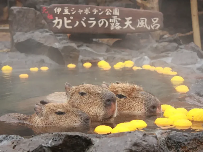 伊豆高原パークガーデン 伊豆シャボテン公園 伊豆シャボテン公園