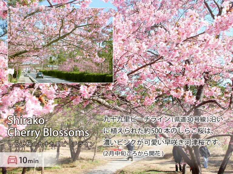 九十九里パークガーデン 観光_しらこ桜ロード