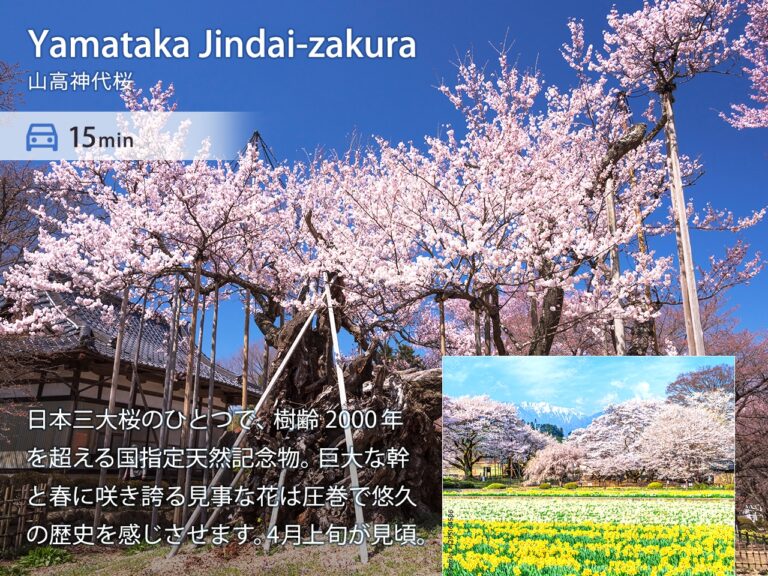 八ヶ岳FUJIYAMAテラス 山高神代桜 | 車で15分 日本三大桜のひとつで、樹齢2000年 を超える国指定天然記念物。巨大な幹と春に咲き誇る見事な花は圧巻で悠久の歴史を感じさせます。4月上旬が見頃